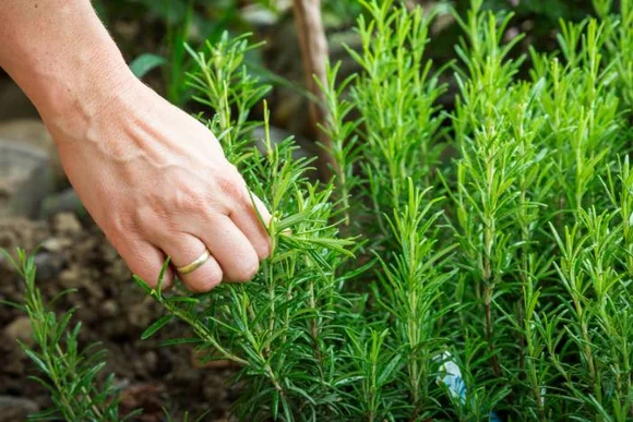 Hand erntet Rosmarin